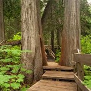 Giant Cedars Boardwalk