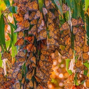 Goleta Monarch Butterfly Grove