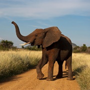 African Savannah Elephant