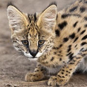 Serval