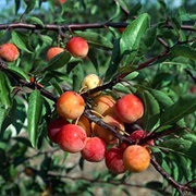 Chickasaw Plum (Prunus Angustifolia)