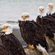 A Convocation of Eagles