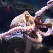 See Octopus in the Wild
