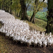 A Gaggle of Geese