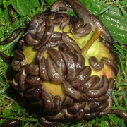 A Cornucopia of Slugs