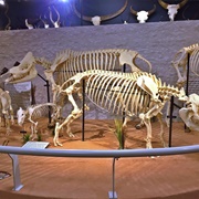 Skeletons: Museum of Osteology (Permanently Closed)