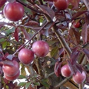 Canada Plum (Prunus Nigra)