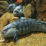Atlantic Wolffish (Anarhichas Lupus)