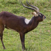 Nile Lechwe