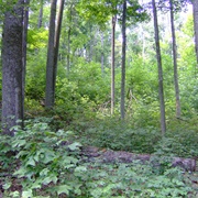 Scioto Trail State Forest