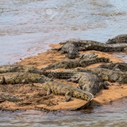 A Bask of Crocodile