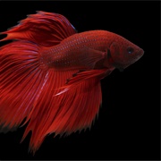 Betta