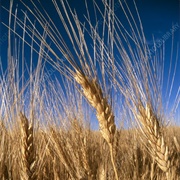 Wheat (Sahih Muslim).