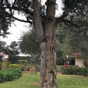 The Love Trees of St. Augustine
