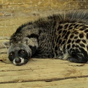 African Civet
