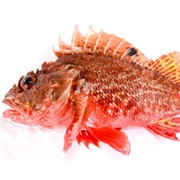 Red Scorpionfish