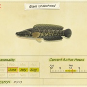 Giant Snakehead