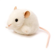 Toy Mouse