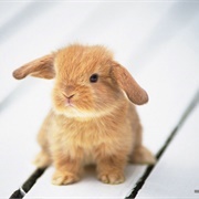 Accidently Hit an Animal With a Disc