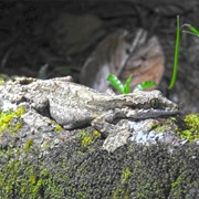 Gray Parachute Gecko