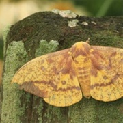 Imperial Moth