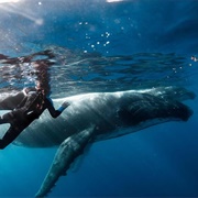 Swim With Whales, Mo'orea, French Polynesia