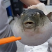 Pufferfish Eating Carrot