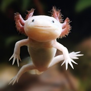 Axolotl