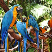 Parque Das Aves, Brazil