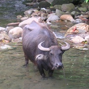 Carabao or Swamp Buffalo
