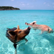 Swam With Pigs