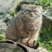 Pallas Cat