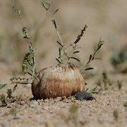 Truffle (Sahih Al-Bukhari).