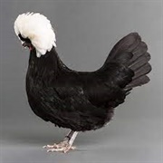 White Crested Black Polish Bantam