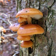 Velvet Foot (Flammulina Velutipes)