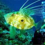 John Dory