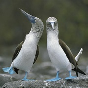 Blue Footed Booby
