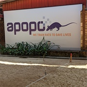 Hold a Giant African Rat at APOPO Siem Reap