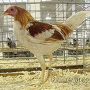 Red Pyle Modern Game Bantam