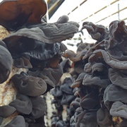 Black Wood Ear (Auricularia Heimu)