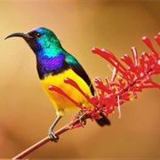 Sunbird