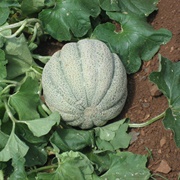 Muskmelon (Cucumis Melo)