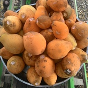 Kubal (Willughbeia Sarawacensis)