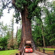 Chandelier Drive Through Tree, California