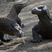 A Bank of Komodo Dragons