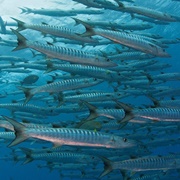 A Battery of Barracuda