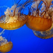 Sea Nettle