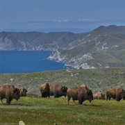 The Catalina Island Bison Herd