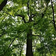 Lakefront Reservation