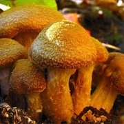 Humongous Fungus Fest
